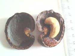 Raw cashew in shells